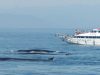 Consorzio Liguria Via Mare