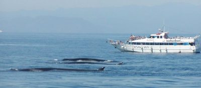 Consorzio Liguria Via Mare
